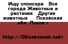 Ищу спонсора - Все города Животные и растения » Другие животные   . Псковская обл.,Псков г.